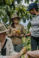 Original Beans partners holding cacao pods and meeting our farmers in Piura and Amazonas, Peru
