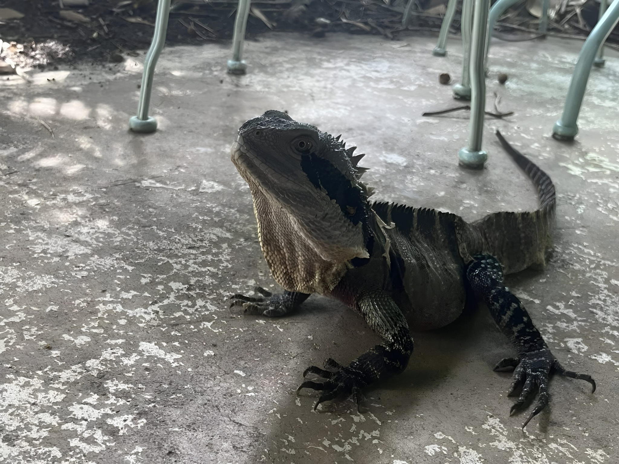 Froggies Rest Voucher - Image 13