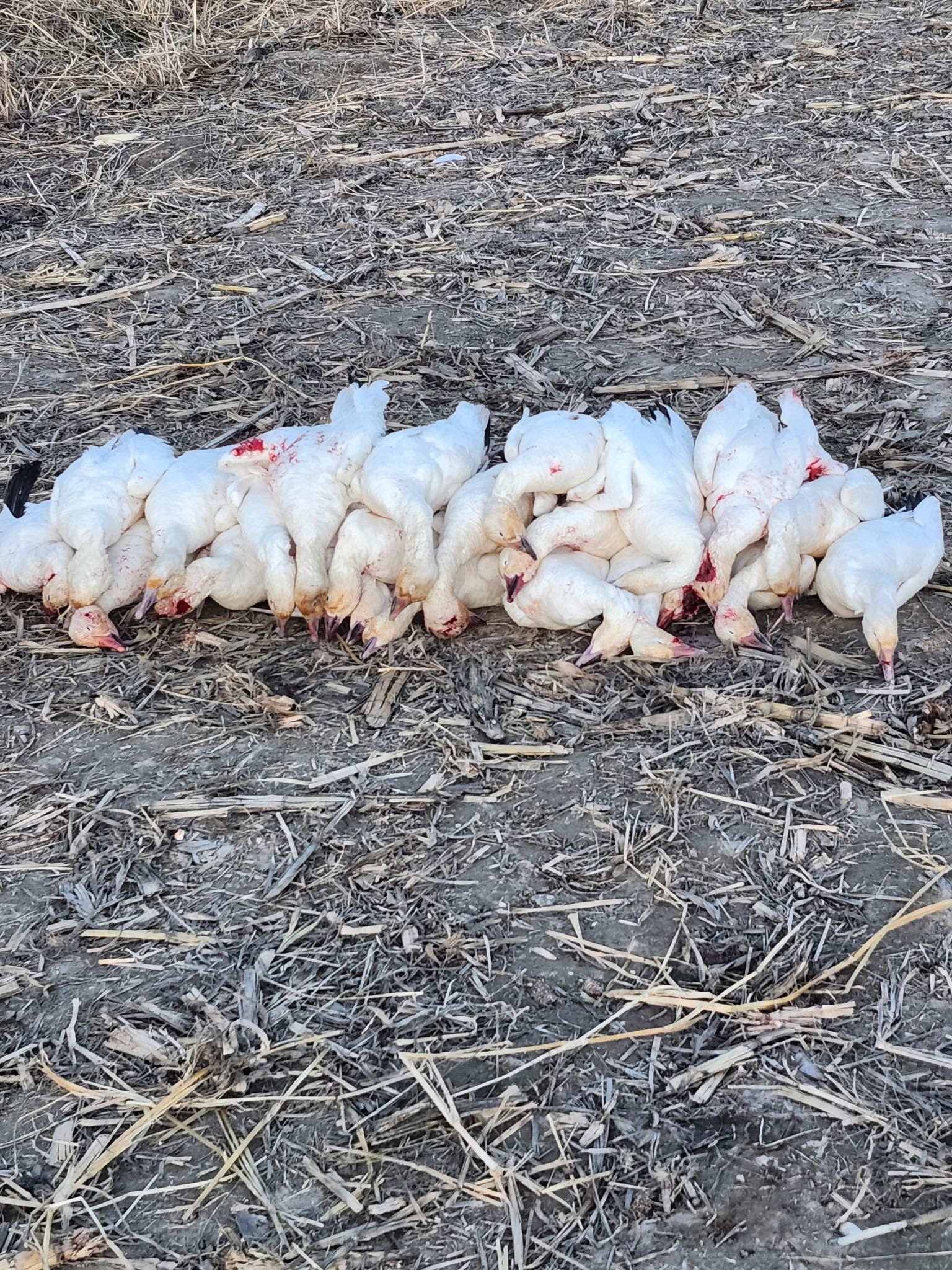 Snow geese piled with the dog at the center