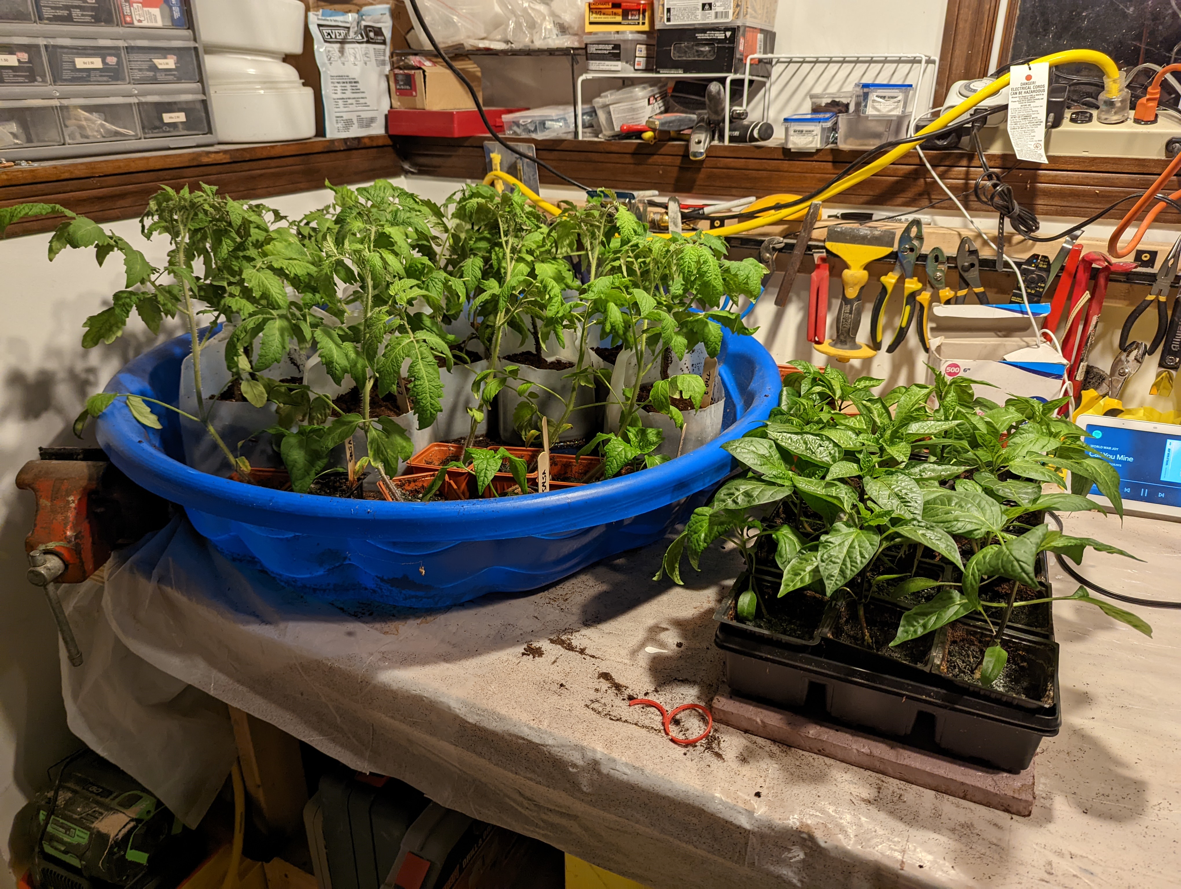 Tomato seedlings in a blue kiddie pool and pepper plants in a tray on a workbench