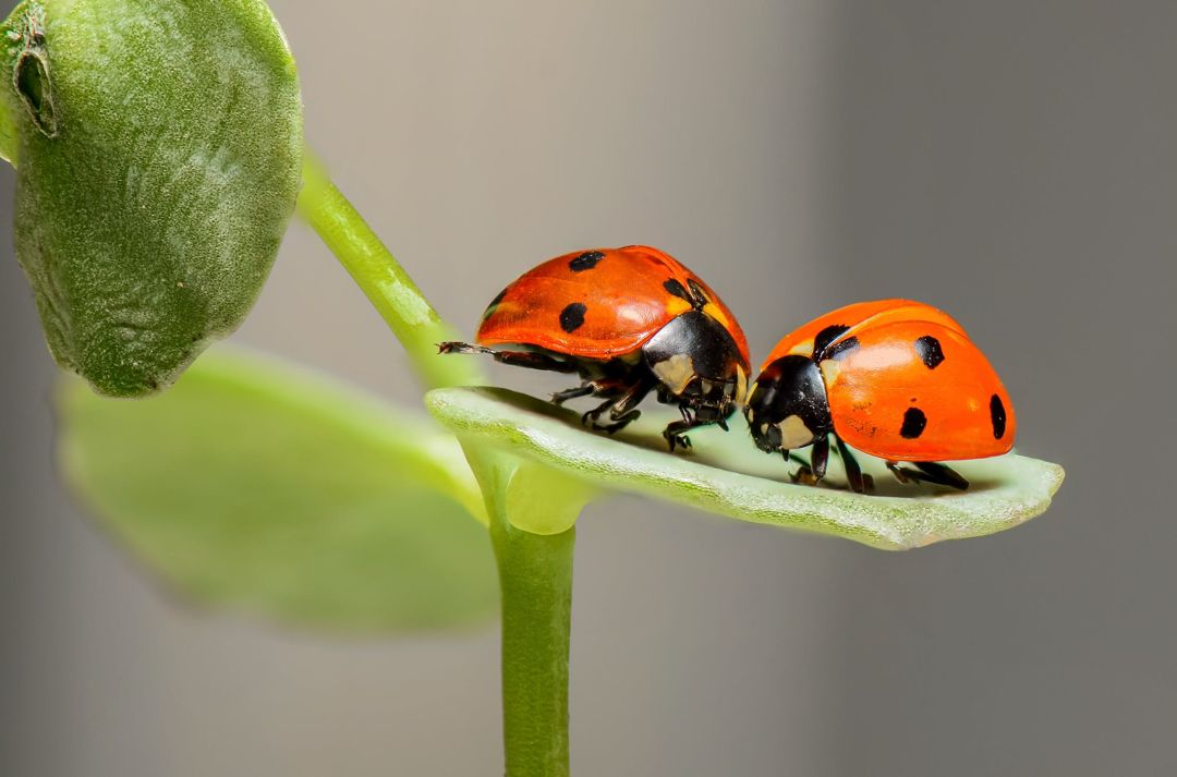 Two cute little ladybugs on a seedling.