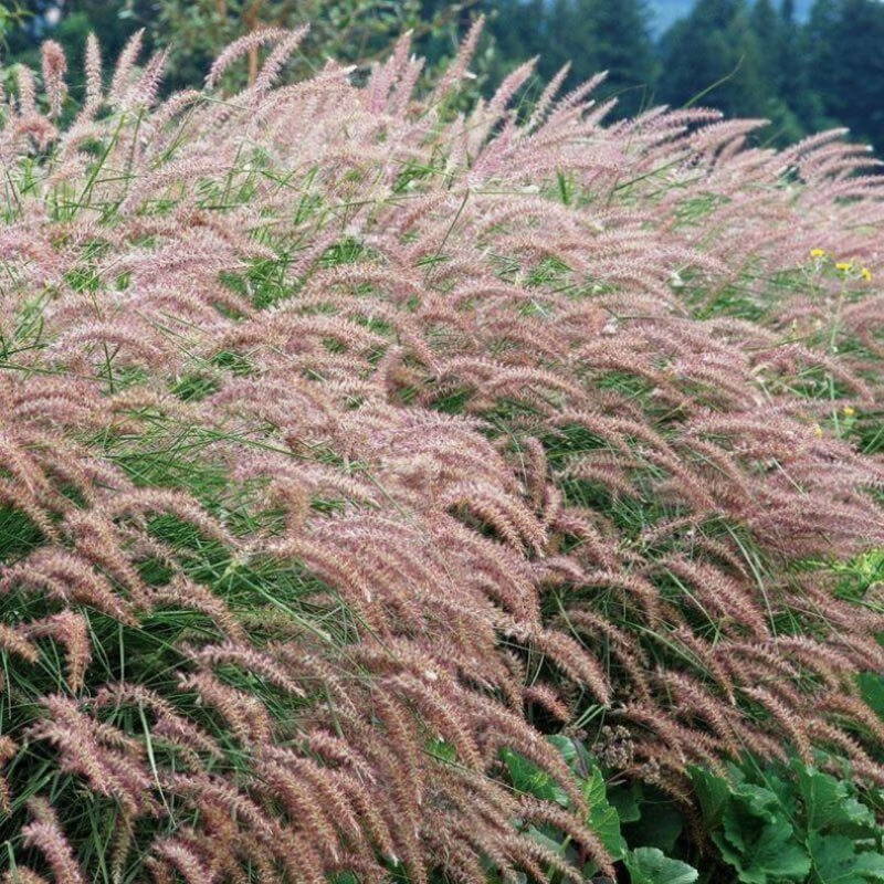 Weeping pink ornamental grass plumes from 'Karley Rose' fountain grass.