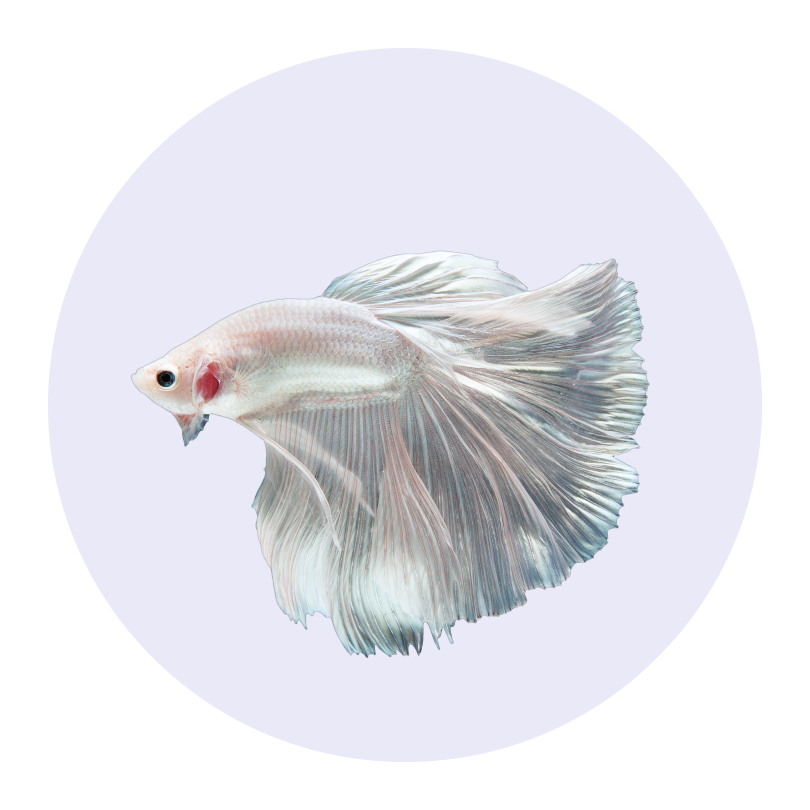 Alt Image