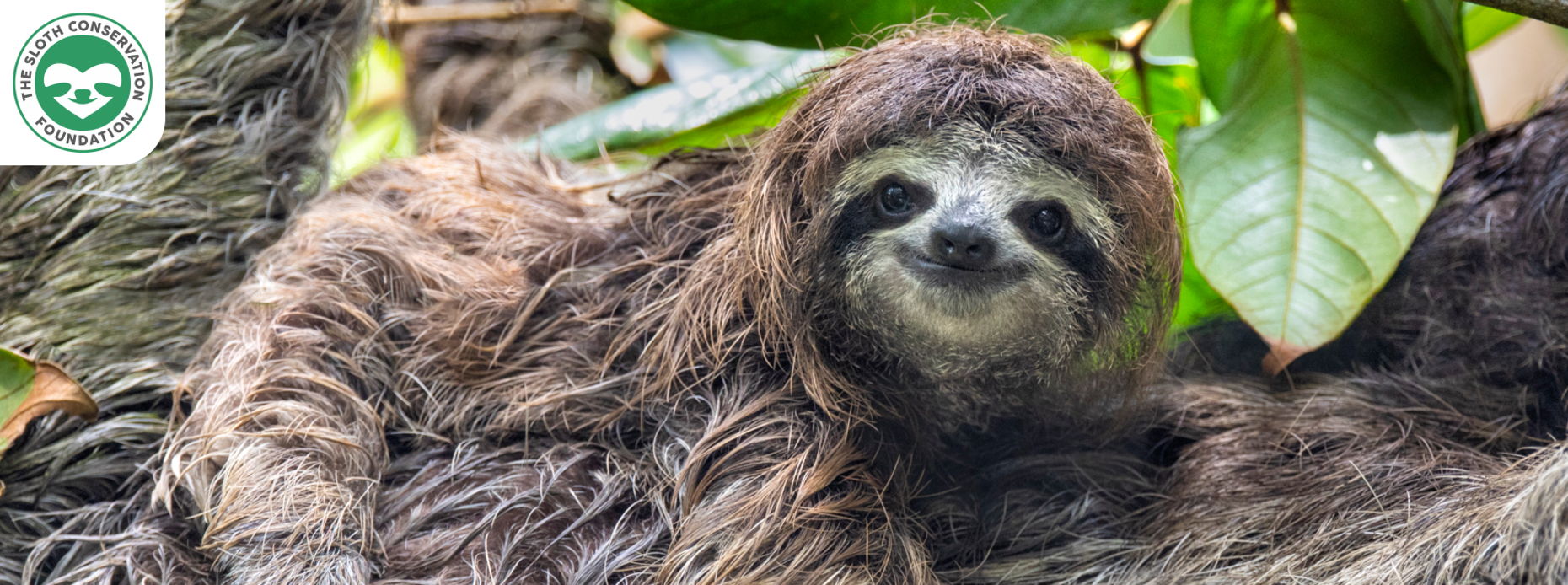 The Sloth Conservation Foundation Donor portal