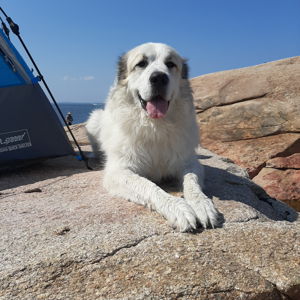 Dog Sitter Costs for Honeymoon