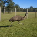 emu-running-next-to-72-inch-high-fence-line