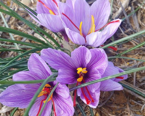 Food & Wine Tours San Quirico d'Orcia: The gold of the Val d'Orcia: saffron