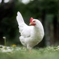 white-leghorn-hen