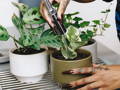 A woman waters a pothos silver exotica with a brown watering can