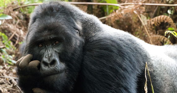 gorilla-trekking-in-rwanda