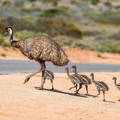 papa_male_emu_with_his_chicks