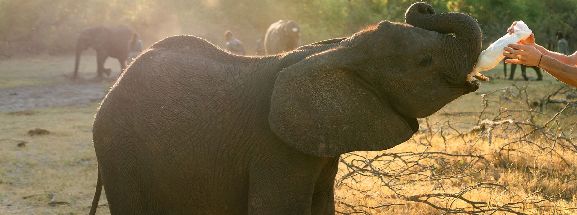 Elephant Havens Wildlife Foundation Donor portal