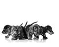 Hvolpar af tegundinn Dachshund - Dachshund Puppies Dog - Royal Canin