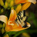 swallowtail butterfly resting in a yellow flower