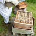 honeybee-hive-brood-chamber-below-queen-excluder