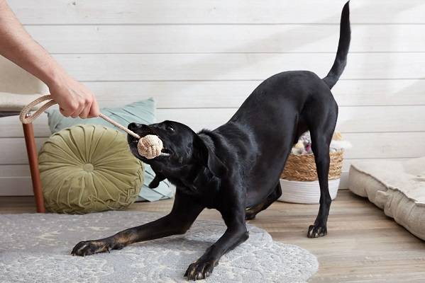 why do dogs like tug of war