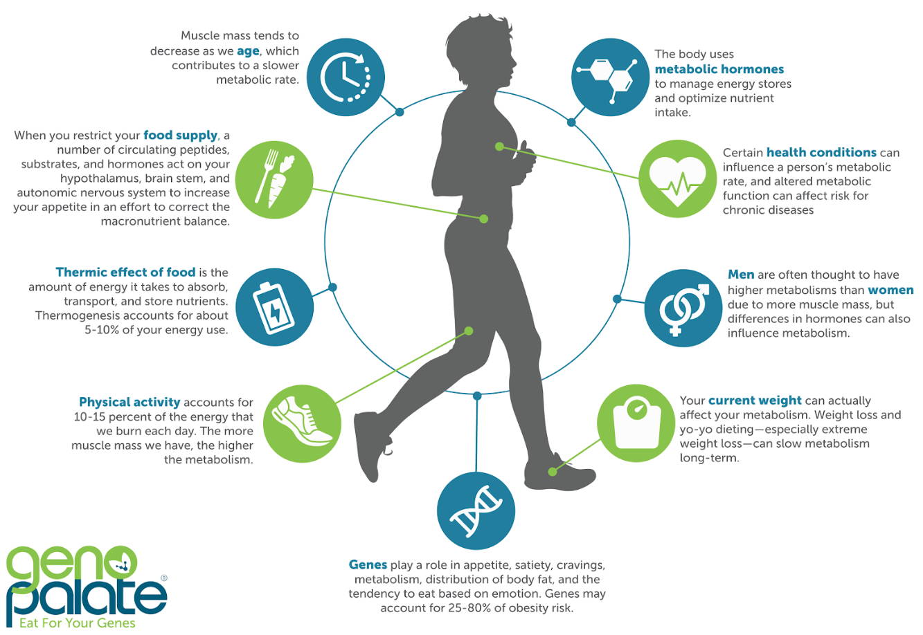 metabolism and nutrition