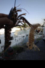  Pesaro: Pesaro harbour tour and cooking class at the country house