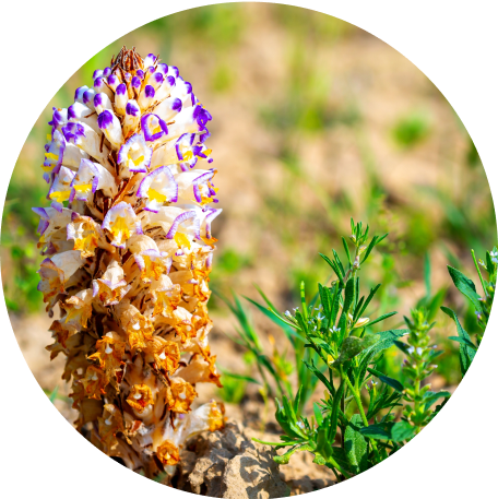 ingredient image