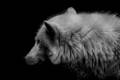 hannah gabrielson wolf black and white