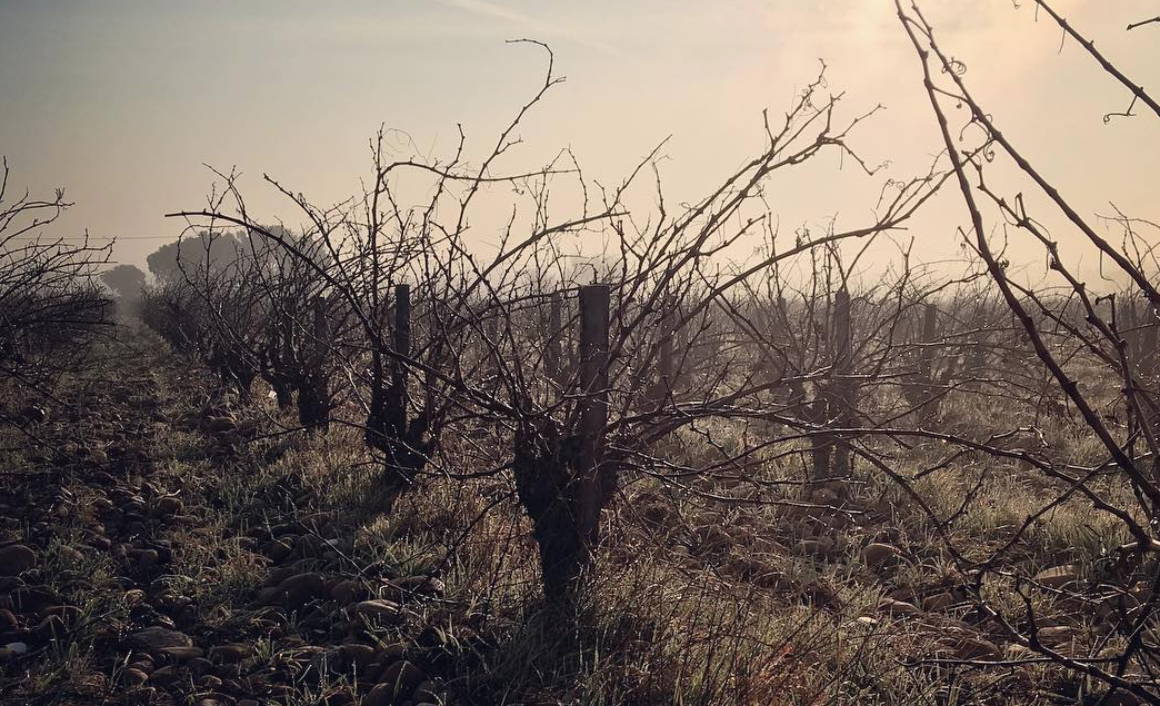 France, vin nature, rawwine, organic wine, vin bio, vin sans intrants, bistro brute, vin rouge, vin blanc, rouge, blanc, nature, vin propre, vigneron, vigneron indépendant, domaine bio, biodynamie, vigneron nature, cave vin naturel, cave vin, caviste, vin biodynamique, bistro brute, Quimper, Finistère, jean-paul daumen, rhône, rhône sud, chateauneuf du pape, clavin