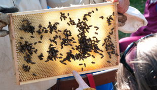 bienen bausmuehle natuerlich lernen solingen