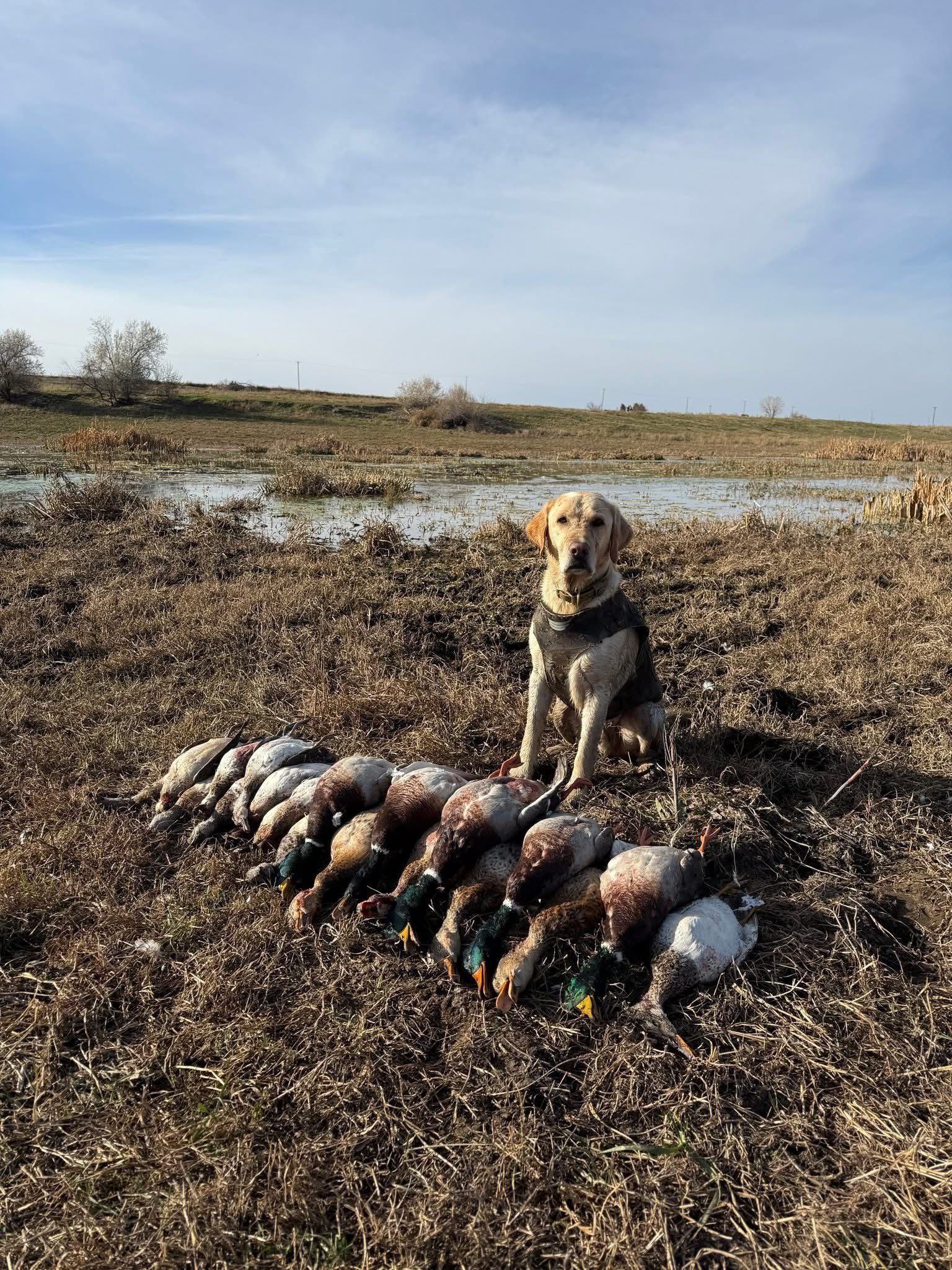 Hunter behind a wall of snow geese