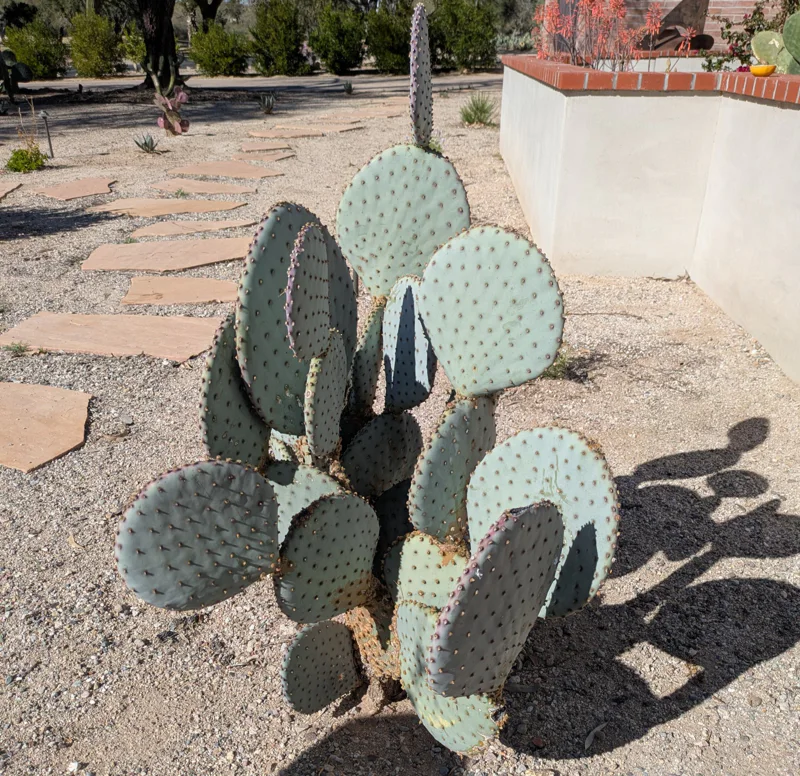 Paddle cactus with healthy green pads
