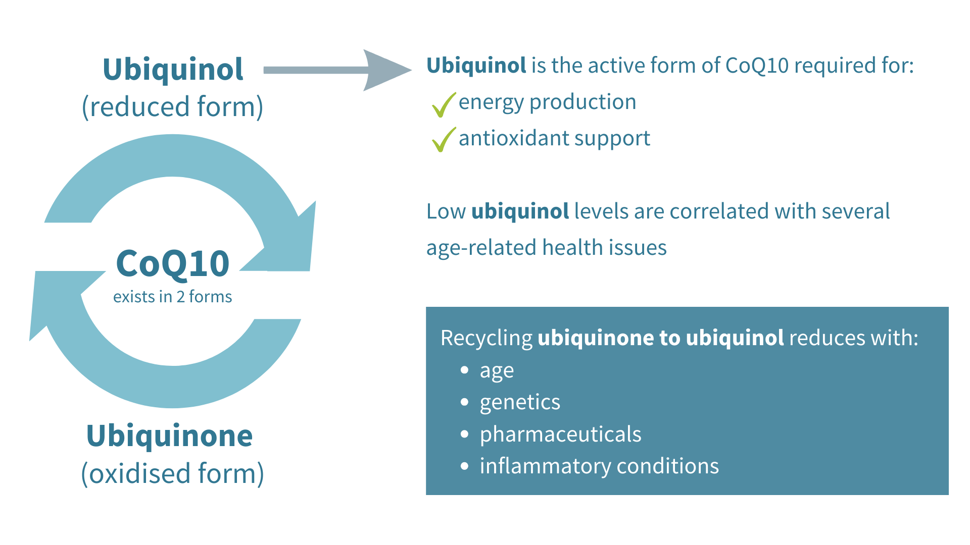 The recycling of ubiquinone into ubiquinol