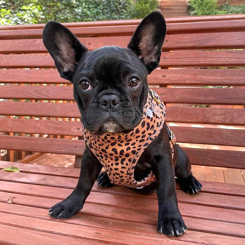 Chihuahua harness