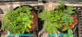 Cannabis plant full of leaves, in need of defoliation