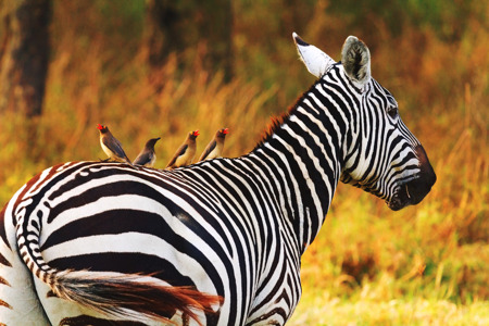 Zebra in the dry grass in Amboseli National Park_.jpg