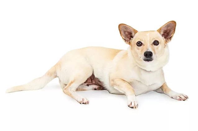 corgi chihuahua mix puppies
