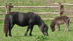 die reitzwerge pferd mit pfohlen auf wiese