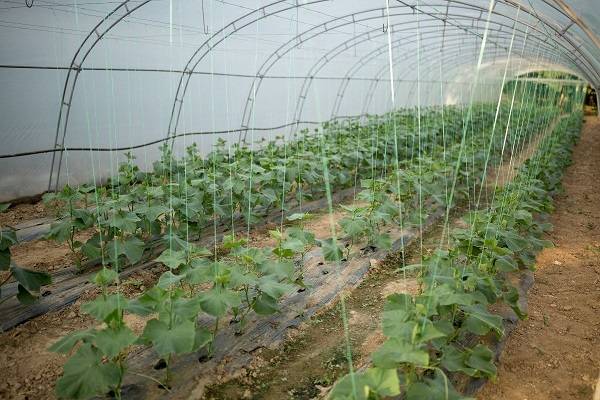 natural fiber agriculture applications