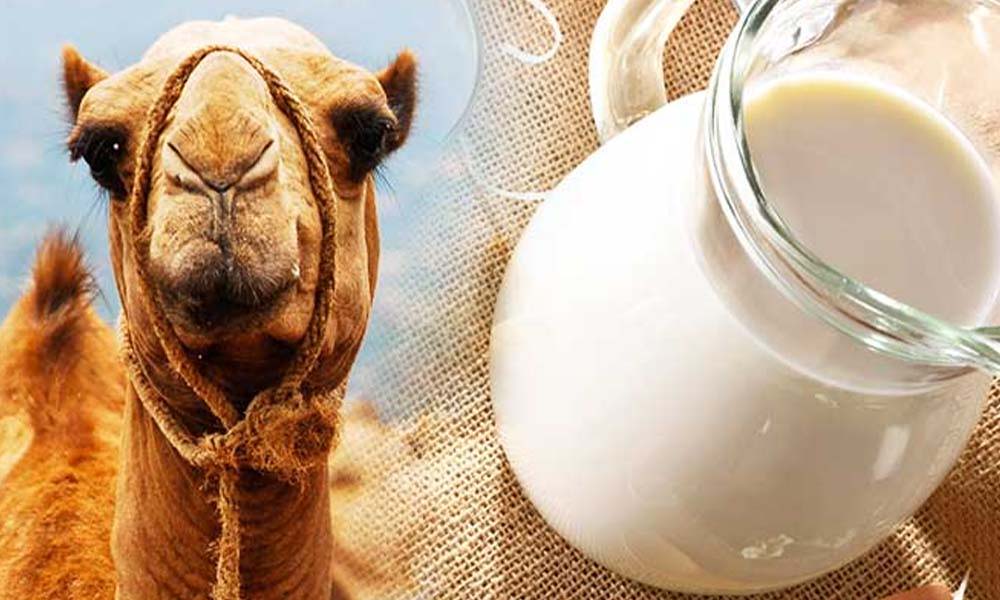 Camel milk