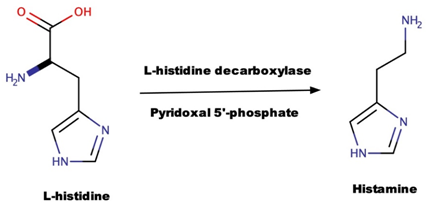 Biosynthesis of Histamine from L-histidine chart