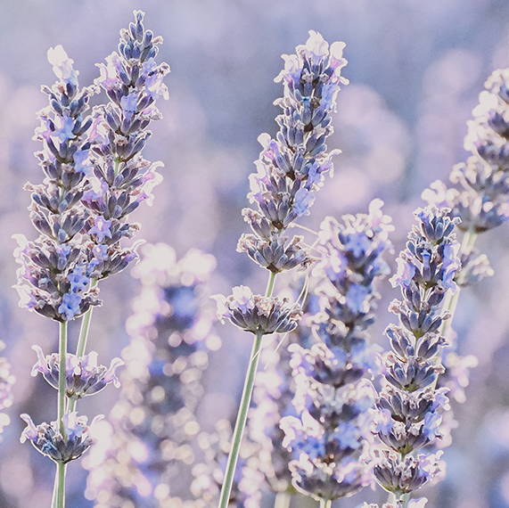 Lavendar in Field