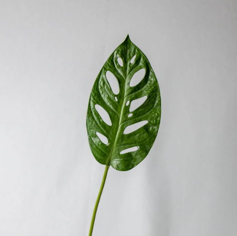 Large Obliqua Leaf (12 Pack) - Realistic Artificial Flowers and Greenery - Image 2