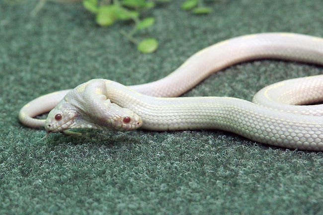 a two-headed snake