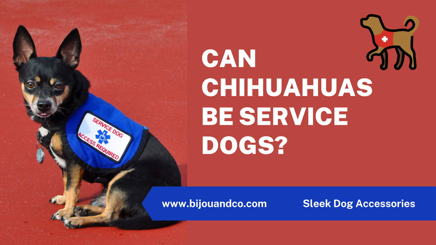 can a chihuahua be a service dog