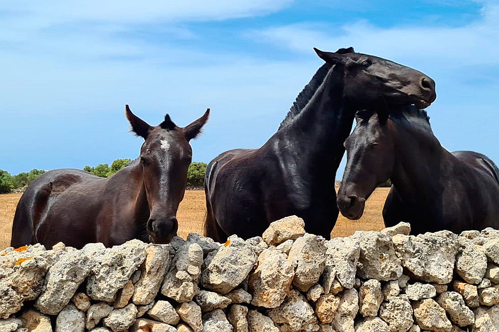  Mahón
- E&V Menorca: The paradise for horse riders