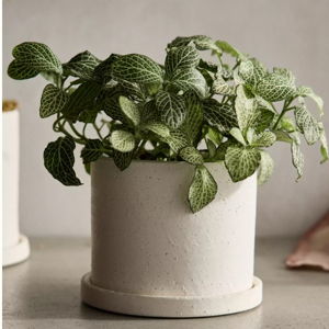 Easton Ceramic Pot + Saucer Set