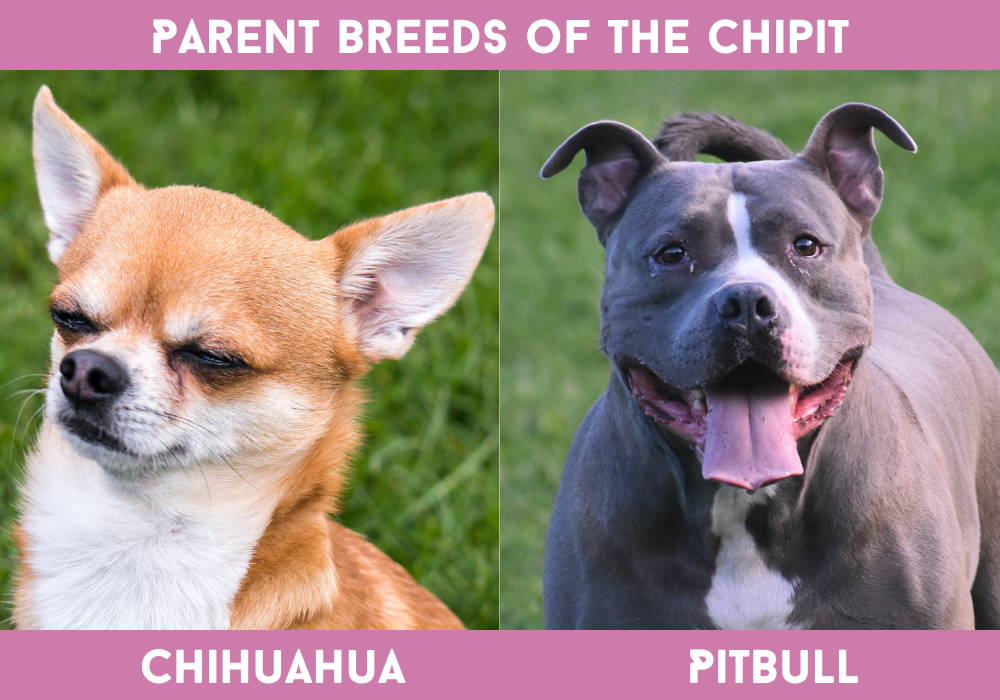 pitbull mix with chihuahua