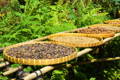 different stages of coffee processing in woven baskets against green plants in background