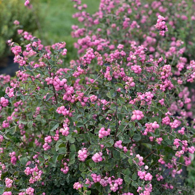 Bright pink berries with frosty green foliage from coralberry plants