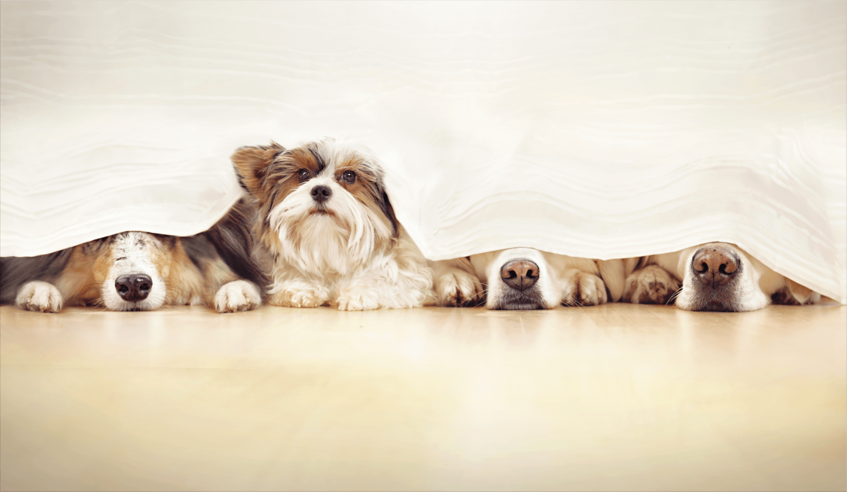 dog-anxiety-from-fireworks