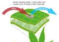 Stomata Diagram showing how CO2 goes in and Oxygen comes out