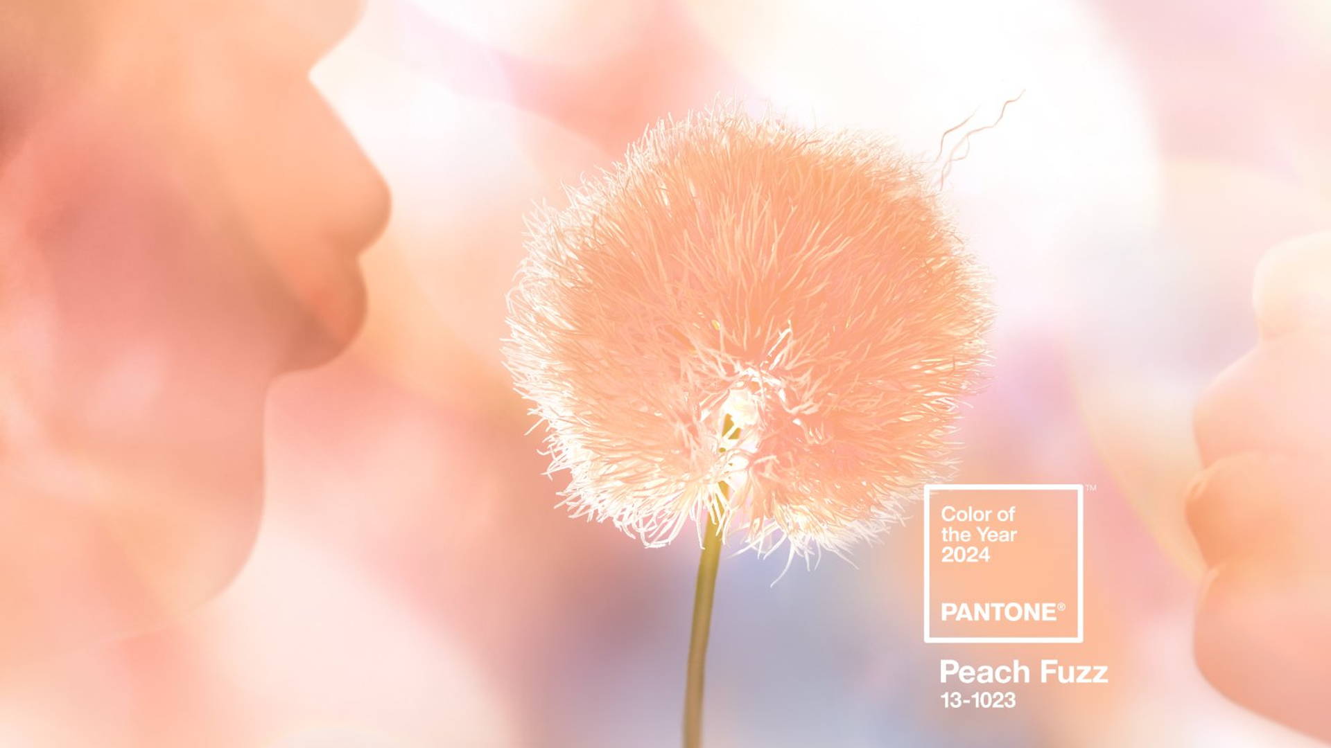 Featured image for Everything's Just Peachy; Pantone's 2024 Color of the Year Is Peach Fuzz