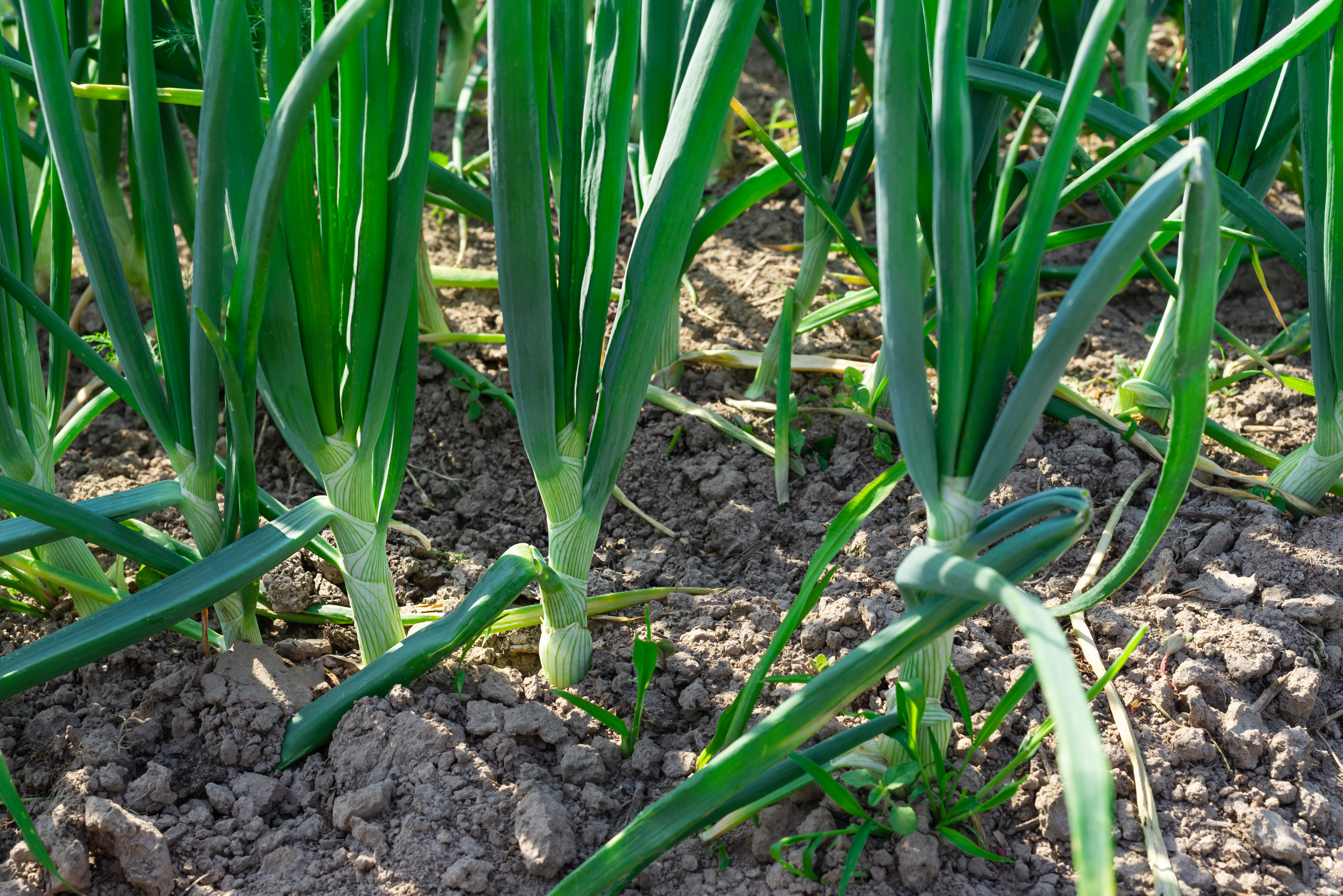 Green onions in a garden